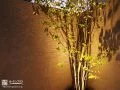 壁に映る影が美しいシンボルツリー