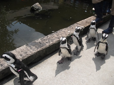 ペンギンの行進