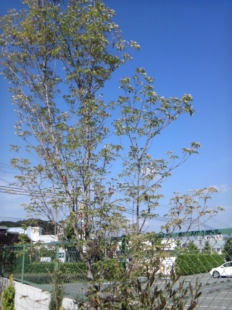 常緑ヤマボウシ 常緑ヤマボウシ
