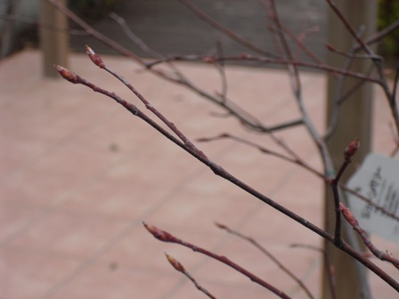 庭の落葉樹の新芽.jpg 庭の落葉樹の新芽.jpg