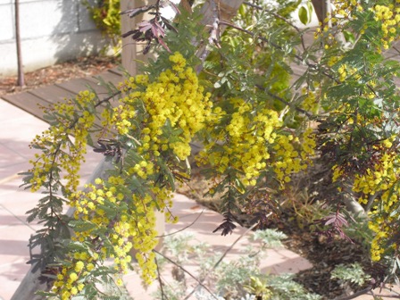 ミモザの花.jpg ミモザの花.jpg