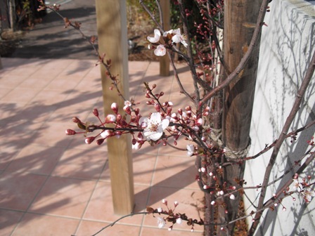 ベニスモモの花.jpg ベニスモモの花.jpg