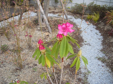 庭の西洋シャクナゲの花.jpg 庭の西洋シャクナゲの花.jpg