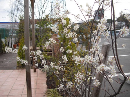 ジューンベリーの花が満開.jpg ジューンベリーの花が満開.jpg