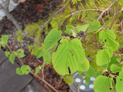 花があるところにはムシもいます.jpg 花があるところにはムシもいます.jpg