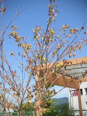 庭のヤマボウシの葉.jpg