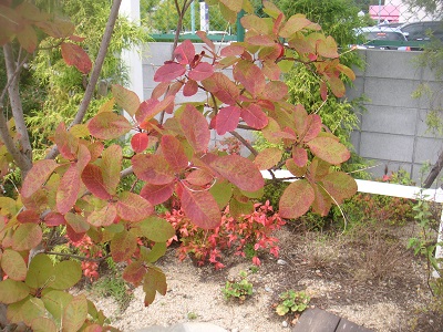 北町店の庭のスモークツリーの紅葉.jpg