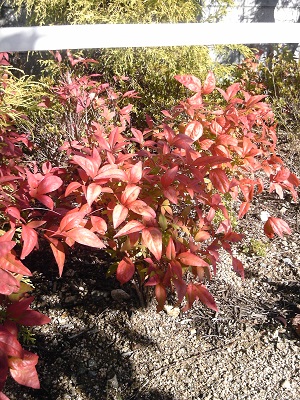 寒くなりすずらんの木や オタフクナンテンなど紅葉が進んでいます ガーデンプラス神戸 スタッフブログ