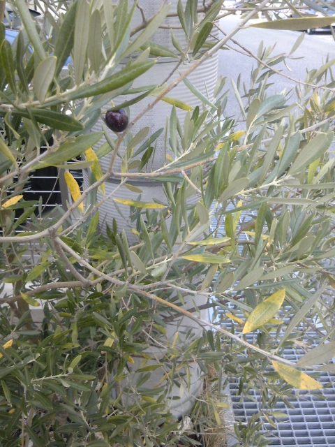 オリーブの木をお庭に植えたくなる５つの特徴 ガーデンプラス神戸 スタッフブログ