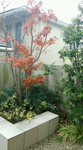 庭のモミジの紅葉.jpg