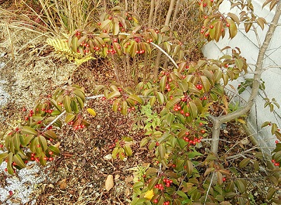 庭のソヨゴの赤い実.jpg