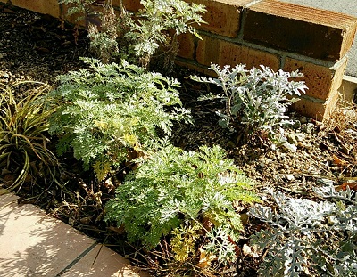シルバーリーフの植物たち.jpg