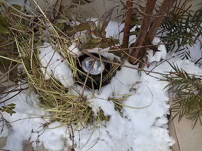 雪の下で耐える庭の植物たちjpg