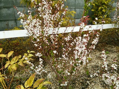 北町店のユキヤナギの花.jpg