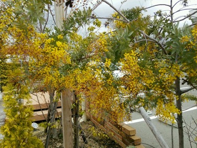 庭のミモザの黄色い花.jpg