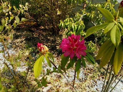 西洋シャクナゲの花.jpg