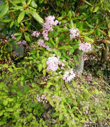 庭のサラサウツギの花.jpg