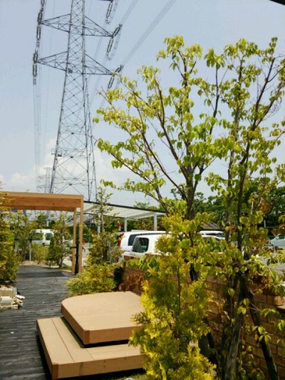 ヤマボウシを剪定.jpg