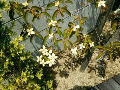 庭のヤマボウシの花.jpg