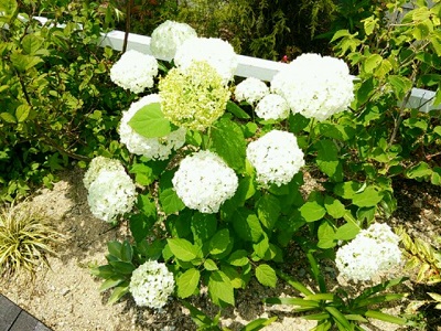 アジサイアナベルの白い花.jpg