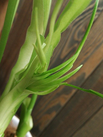 新芽です。 新芽です。