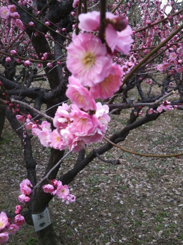 梅の花 梅の花