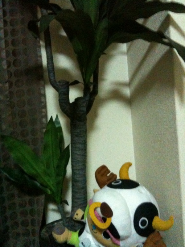 観葉植物jpg 観葉植物jpg