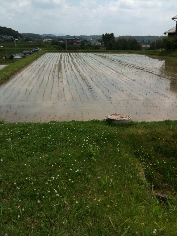 田んぼ 田んぼ