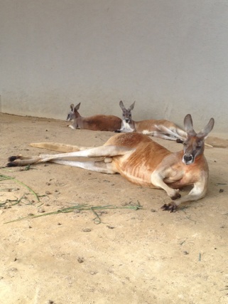 カンガルー カンガルー