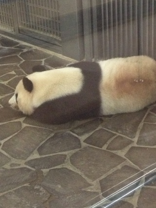 パンダ パンダ