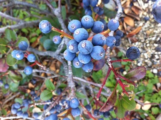 ブルーベリーによく似た実のなる植物 ガーデンプラス神戸 スタッフブログ