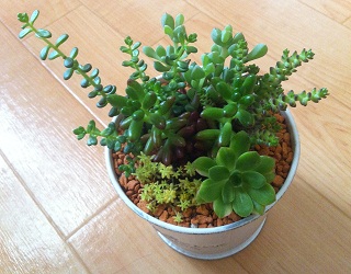 観葉植物 寄せ植え 観葉植物 寄せ植え
