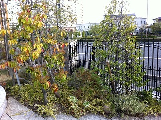 植栽.jpg 植栽.jpg