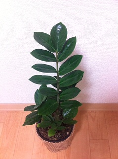 植物 観葉植物.jpg 植物 観葉植物.jpg