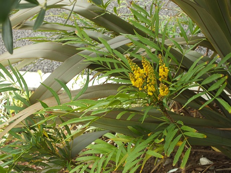 お庭　花壇　植栽　常緑　低木.jpg