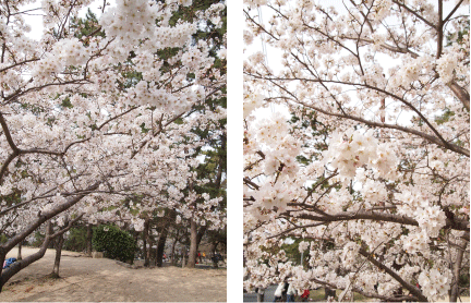 夙川公園 サクラ 夙川公園 サクラ