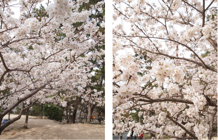 夙川公園　サクラ