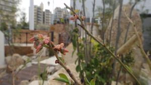 植栽のつぼみ 植栽のつぼみ