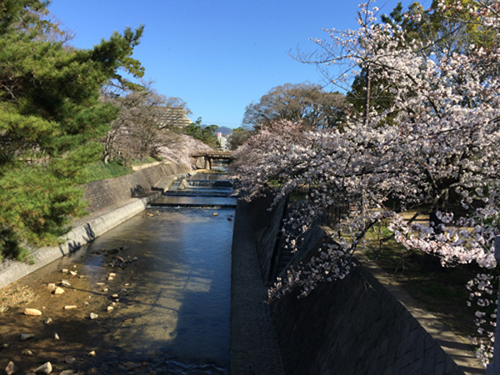 夙川の桜