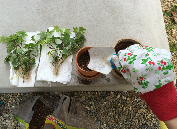 植え替え中