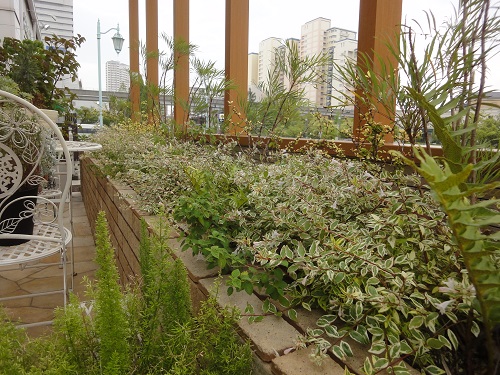 ショールームの初夏に花咲く植物 ガーデンプラス神戸 スタッフブログ