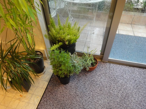 台風　植木鉢　.jpg