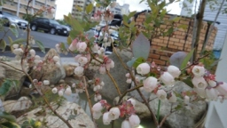 雨上がりの新芽