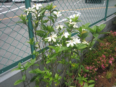 ツツジの剪定と クチナシの白い花 ガーデンプラス神戸 スタッフブログ