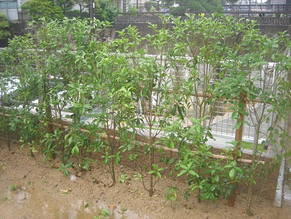 植栽工事 目隠し用のキンモクセイの生垣 兵庫県神戸市北区 O様邸 ガーデンプラス神戸 スタッフブログ
