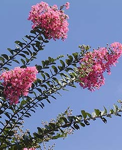 サルスベリの花 サルスベリの花