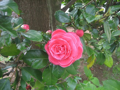 生垣　ツバキ　花