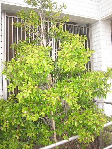 個人的に一番のお気に入り常緑樹 カラタネオガタマ | ガーデンプラス ...