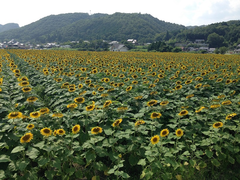 ひまわり