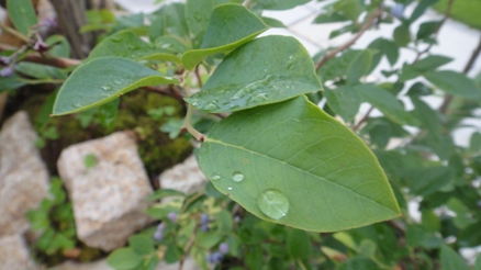 雨粒と植栽